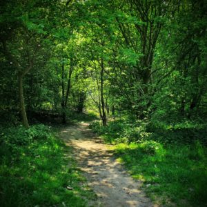 meditationskursus 2 - dyb stilhed i skov