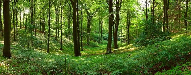 Lyt til skovens stilhed