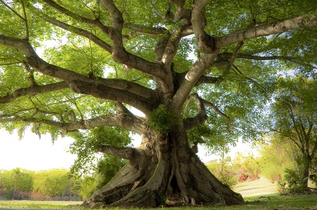 meditation under træ på mindfulness retreat